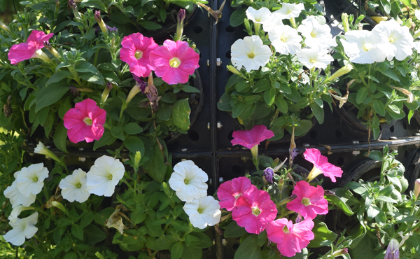 サンプルの花の画像